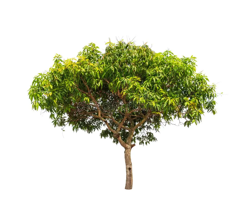 Árbol de mango · Mangifera indica