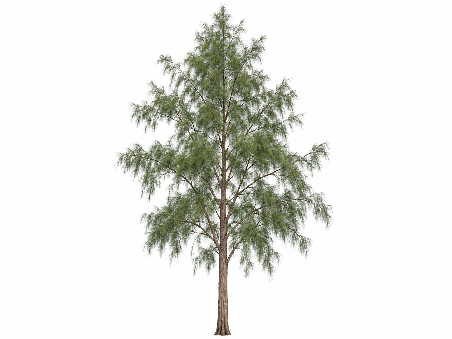 Casuarina · Casuarina equisetifolia