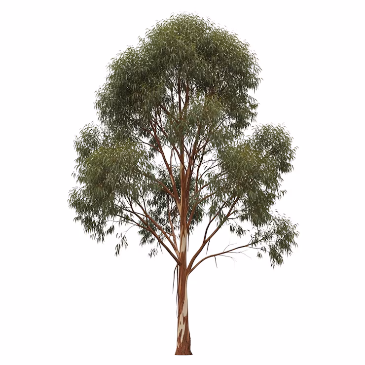 Eucalipto · Eucalyptus spp.