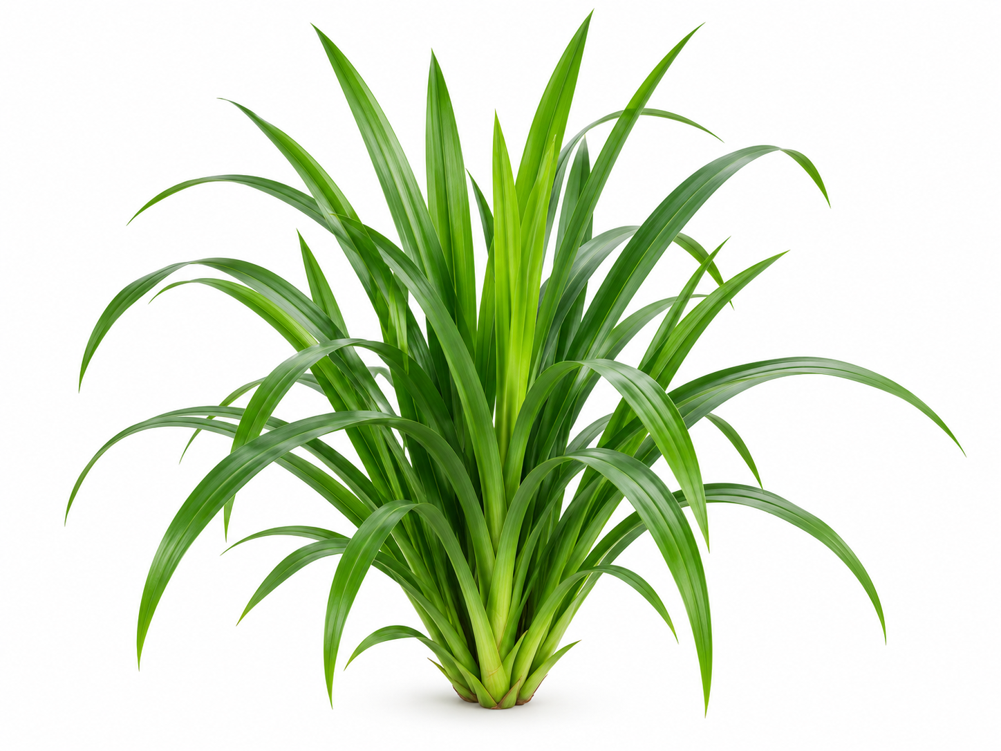Pandanus · Pandanus amaryllifolius